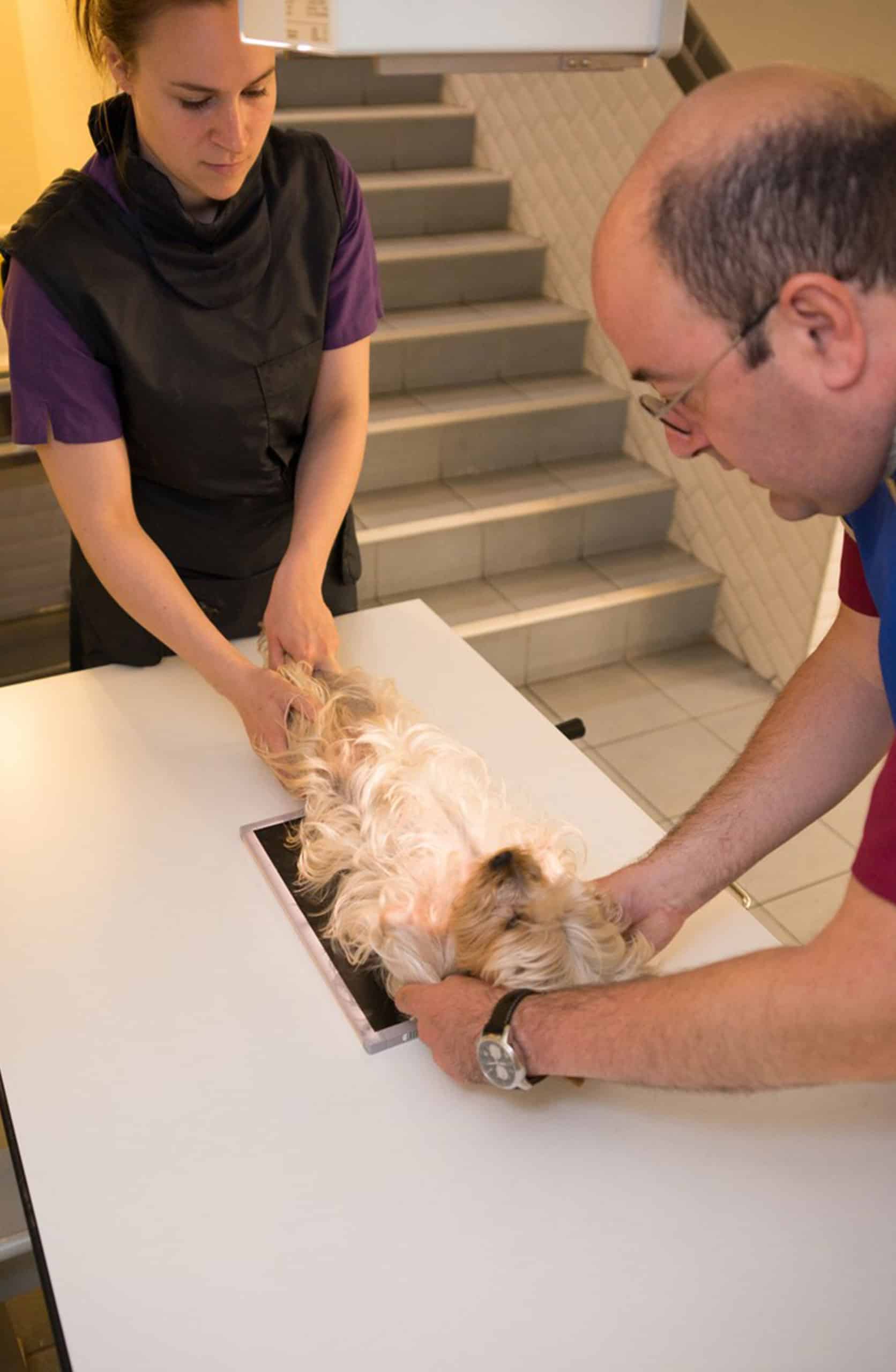 La clinique Veto34 propose des radiographies et échographies du chien, chat et nac, au perreux sur marne