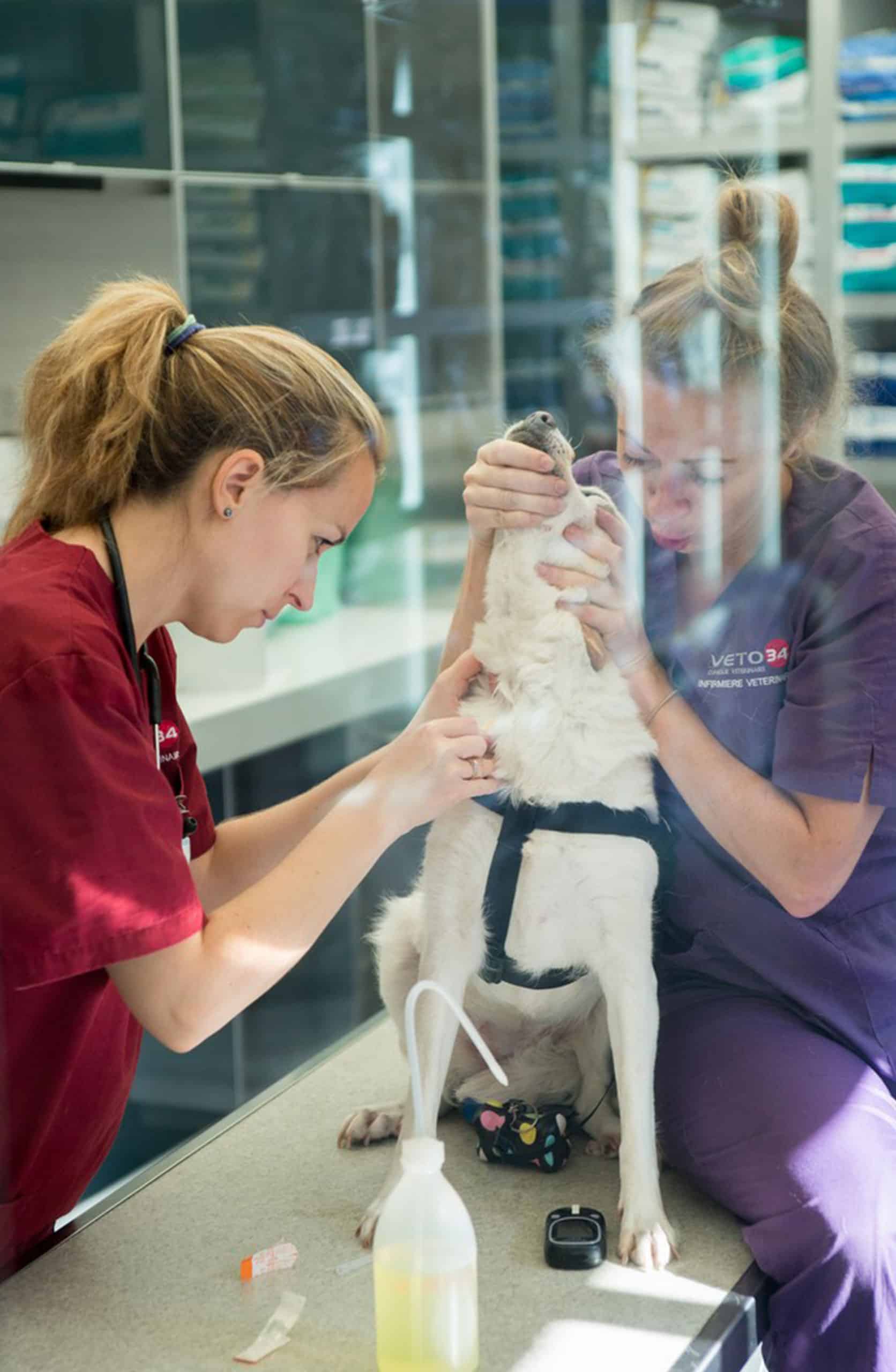 La clinique Veto34 dispose d'un laboratoire d'analyses vétérinaire, pour les chiens, chats et nacs